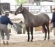 503.- CAMPEONA DE CASTILLO